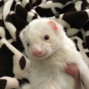 whiteferrett avatar