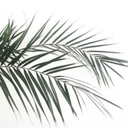 whiteflwrcrwn avatar