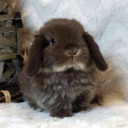 whitelighte-r avatar