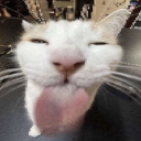 whitemansland avatar