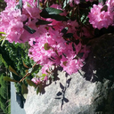 whitemilkweed-blog avatar