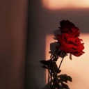 whitepaintnroses avatar