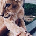 whitereparationfox avatar