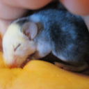 whitestagmousery avatar