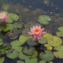 whitetigerangeleyes avatar