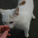 whitewhitewonderland avatar