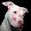 whitewingedove avatar