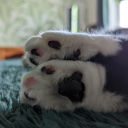 whitewolfstar01 avatar