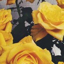 whoisshes-blog avatar