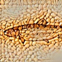 wholegrainsalmon avatar