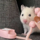 wholesome-animal-images avatar