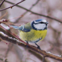 wholesome-birbs avatar