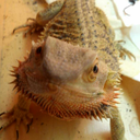 wholetinallthesebats avatar