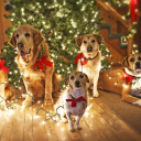 whoneedsahugido avatar