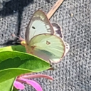 whore-ticulturist avatar