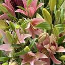 whorediaries-09 avatar