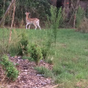 whoseblogisthis avatar