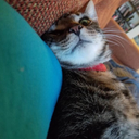 whovian-healer avatar