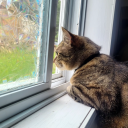 whowood-bompass avatar