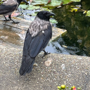 whump-me-harder avatar