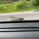 whumperwithwings avatar