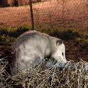 why-do-i-do-this-us avatar