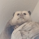 why-me-bc-why-not avatar