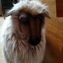 why-must-my-username-be-clever avatar