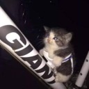 whydidyouclickthis avatar