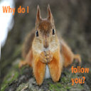 whydoifollowyou avatar