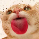 whydontihaveacat avatar