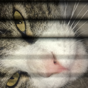 whygetbywhenyoucangetahead avatar