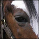 whyilovebeingahorsegirl avatar