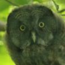 whyiseverythingsogreen avatar