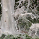 whyyounevrbecameadancer avatar