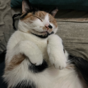 wibbleywobbleyfez avatar