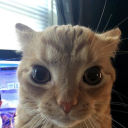 wibixthecowboy avatar