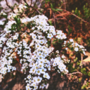 wiccan-witchy avatar