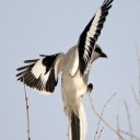 wicked-shrike avatar