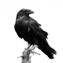 wickedcarnation avatar