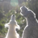 wifeofwolfwoman avatar