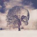 wificrazymisfit avatar