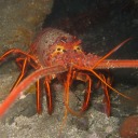 wigglingwilde avatar