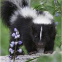 wild-forest-critter avatar