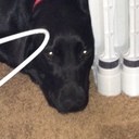 wild-herd-of-turtles avatar