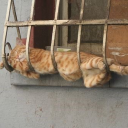 wild-rosemary avatar