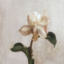 wild-roses-of-march avatar