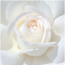 wild-thingsssss avatar