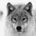 wild-whispers avatar