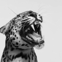 wildandsleepy avatar